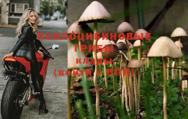 стафф Алексин